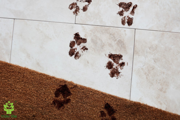 thảm bẩn do thú cưng